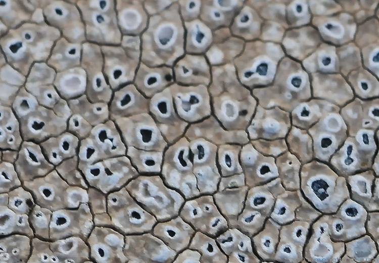 Lichene crostoso del Chianti grevigiano